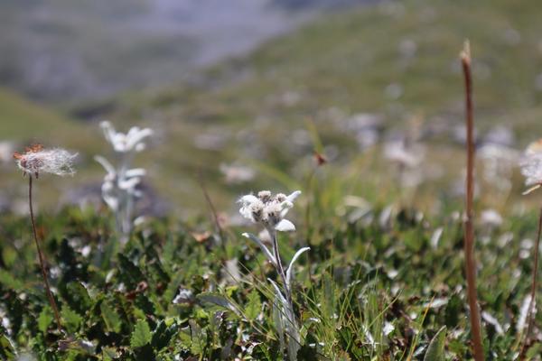 The photo captures a close-up view of several delicate Edelweiss flowers blooming amidst lush green grass
